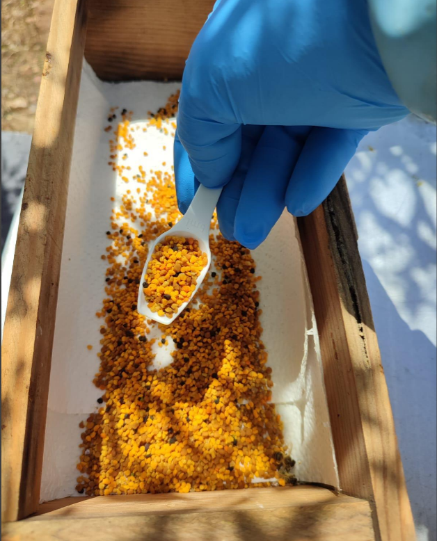 Polen de abeja, fuente inagotable de proteínas